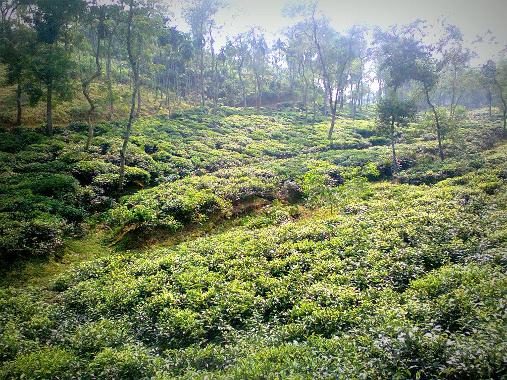 Forest Resources of Bangladesh