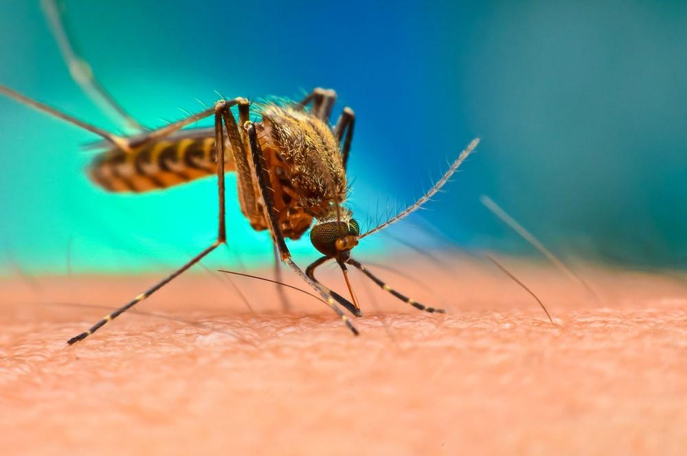 mosquito mosquito
