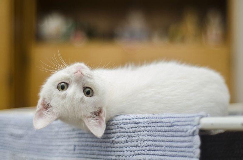 Cure Hiccups In Cats Cure Hiccups In Cats