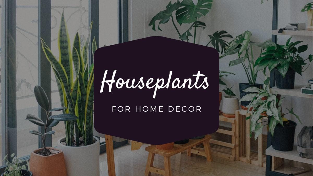 Houseplants Home decor