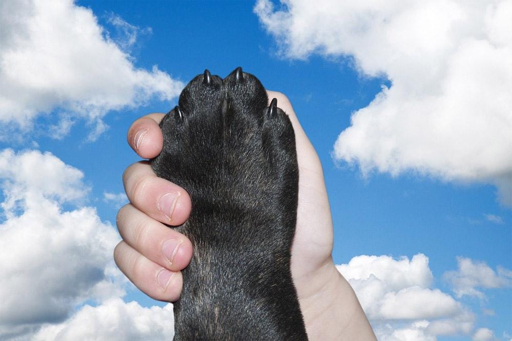 paw-pads paw-pads
