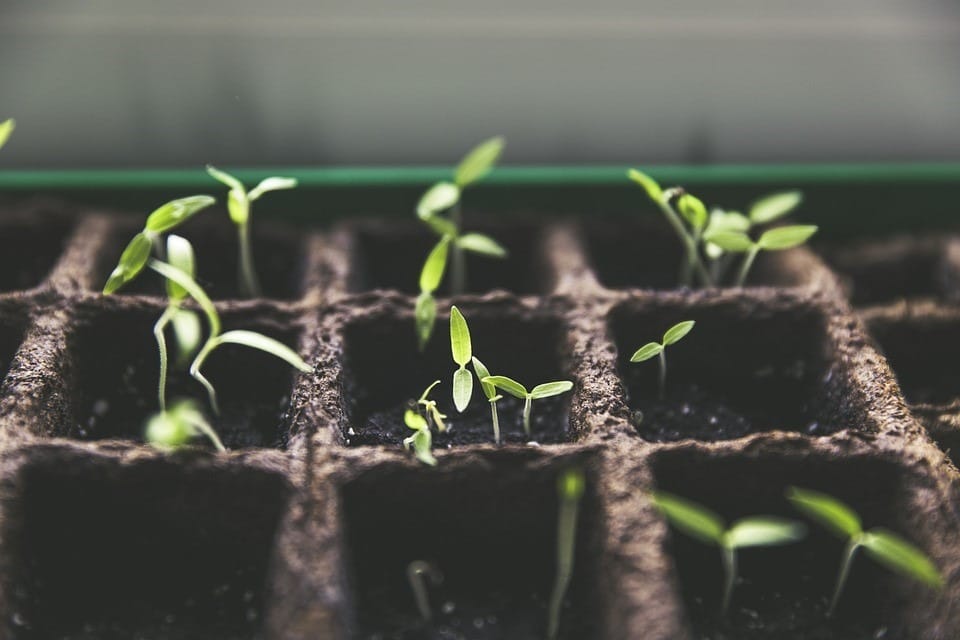 Grow Your Vegetables at Home