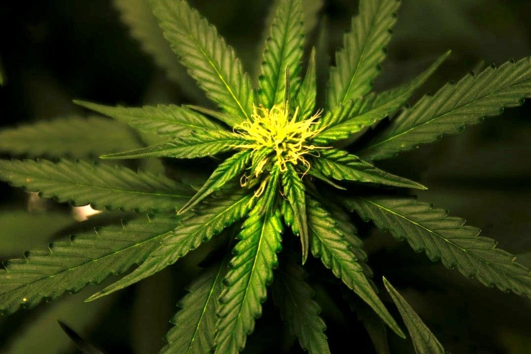CBD CBD