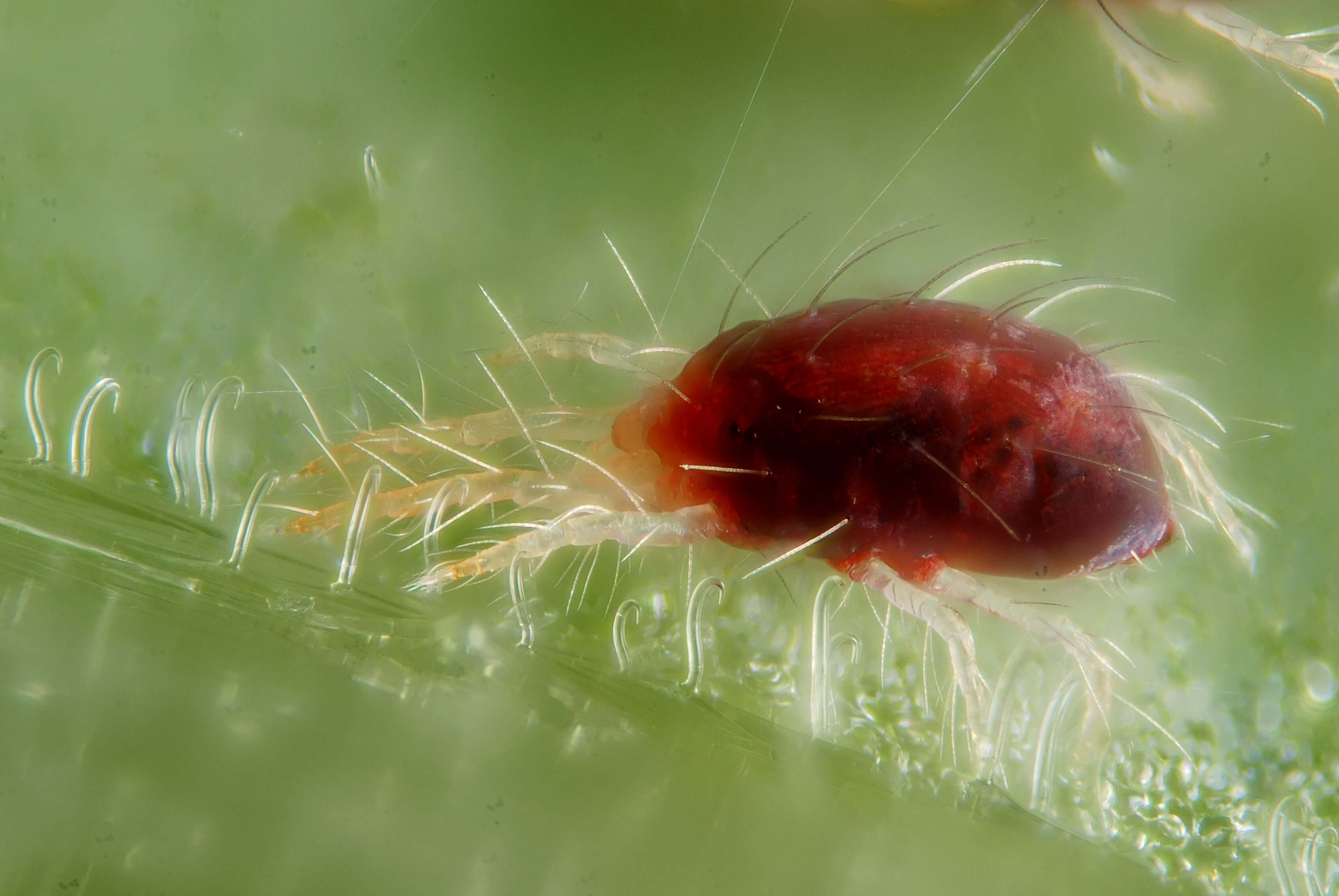 spinder mites scaled