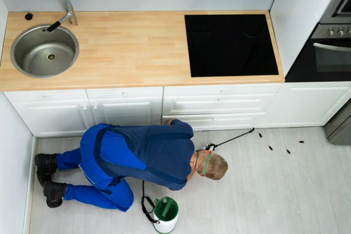 Cockroach Pest Control Cockroach Pest Control
