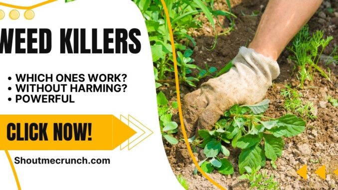 Weed Killers Demystified Which Ones Work