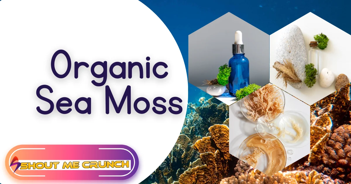 Let's Learn About Ocean Animals
