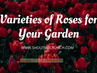 Varieties of Roses for Your Garden