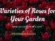 Varieties of Roses for Your Garden