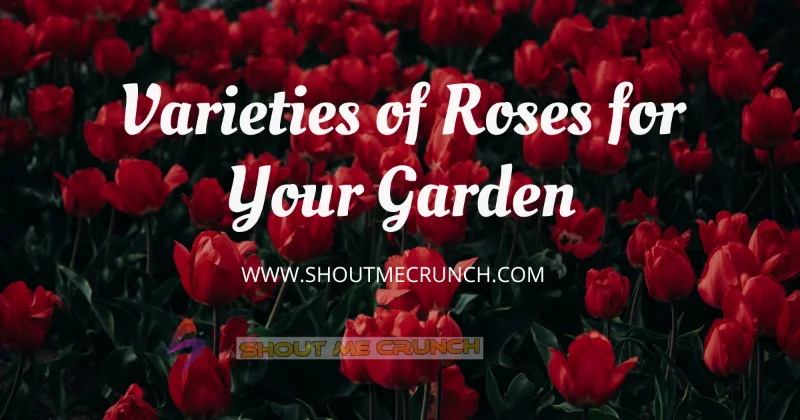 Varieties of Roses for Your Garden
